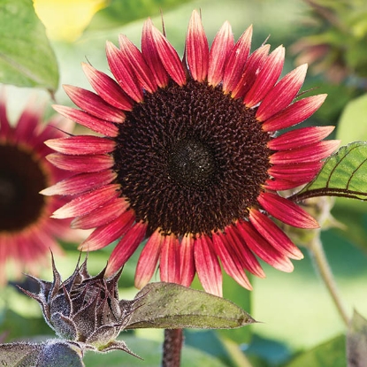 Picture of Helianthus (Sunflower) - Ms. Mars